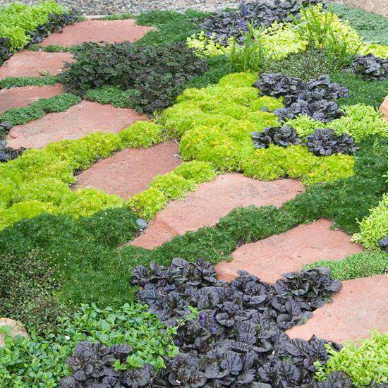 Buy Groundcover Plants Online | Bay Gardens | Online Nursery