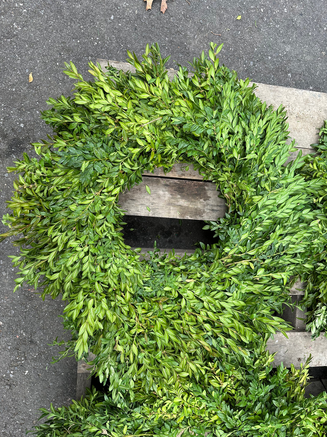 Boxwood Wreath