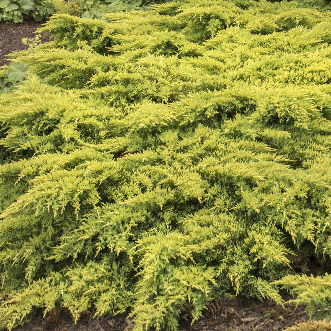 Juniper - Juniperus chin. 'Daub's Frosted' – Bay Gardens