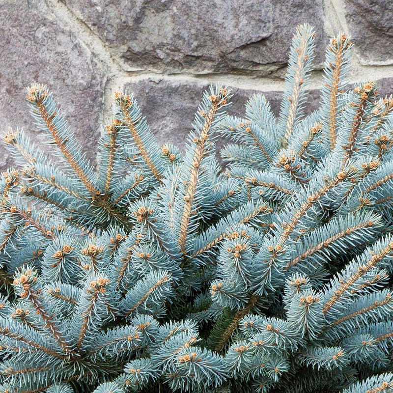 Blue Spruce, Dwarf Globe - Picea pungens &
