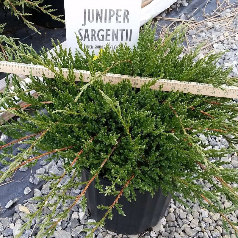 Juniper - Juniperus chin. var &