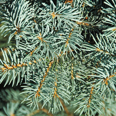 Blue Spruce - Picea pungens 'Baby Blue'