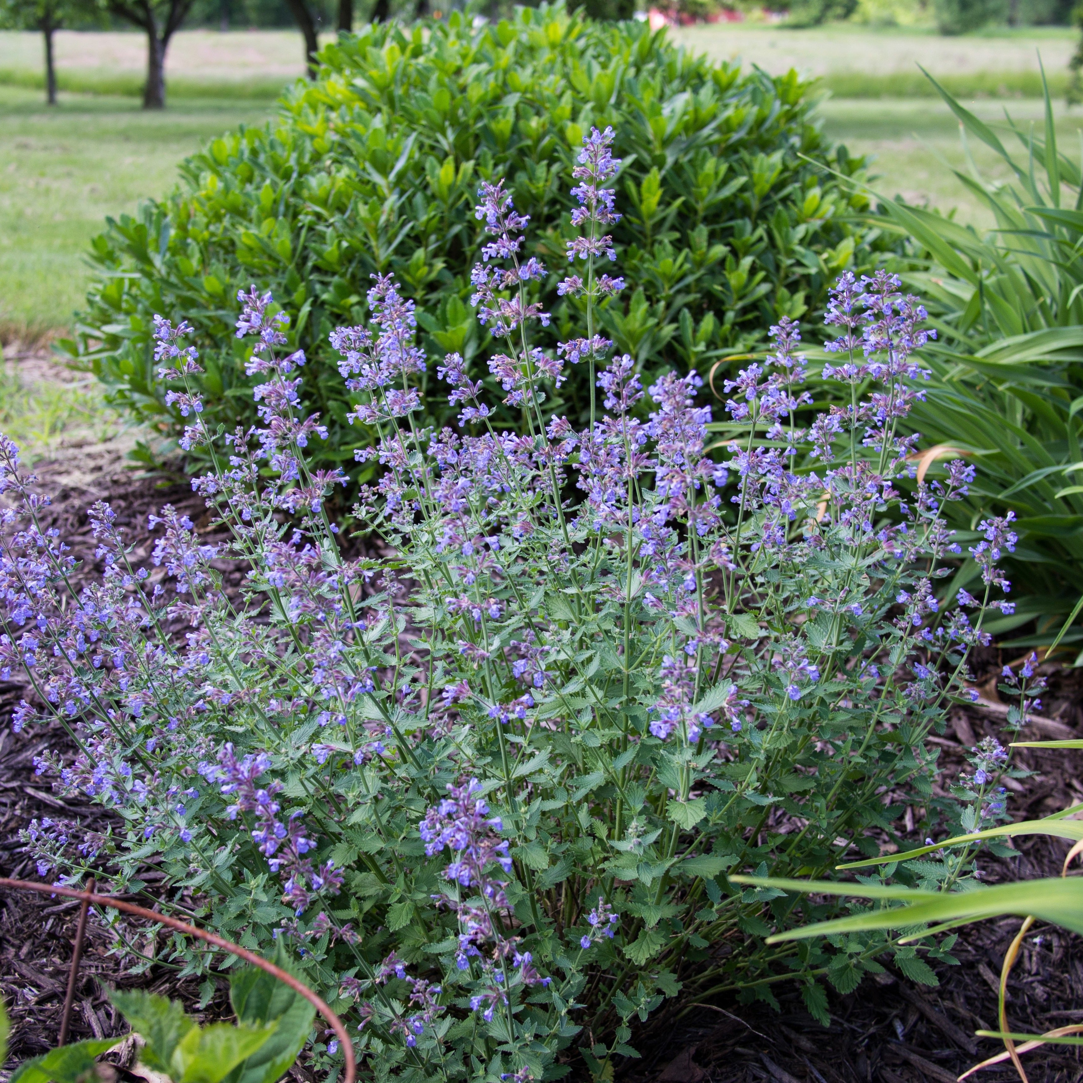 Buy Nepeta 'Walkers Low' | Deer Resistant Perennials | Bay Gardens