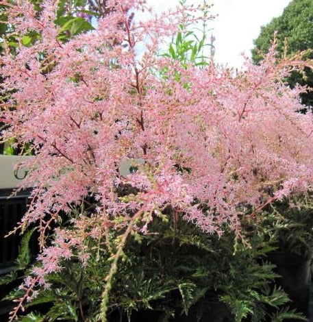 fertilizer for astilbe plants Astilbe simplicifolia 'Sprite' – Bay Gardens