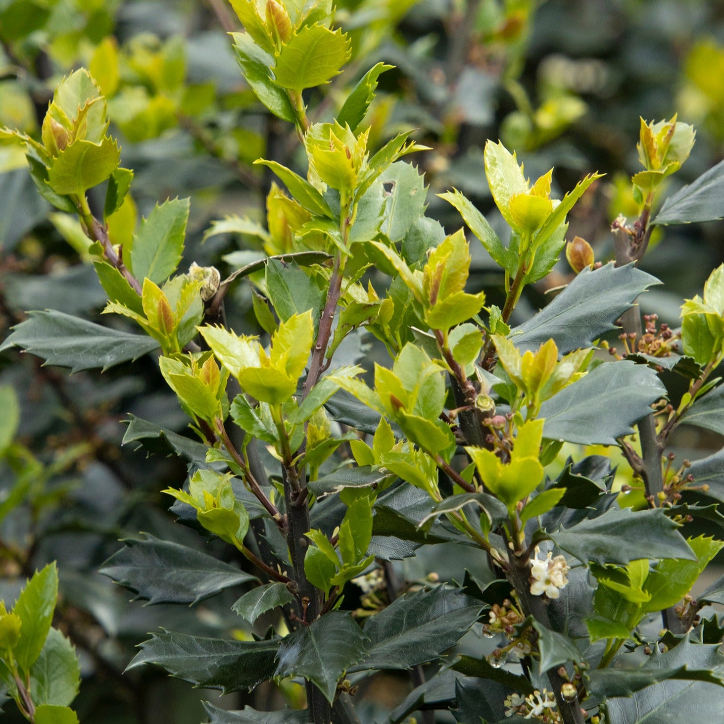 Holly 'Blue Prince' Bay Gardens