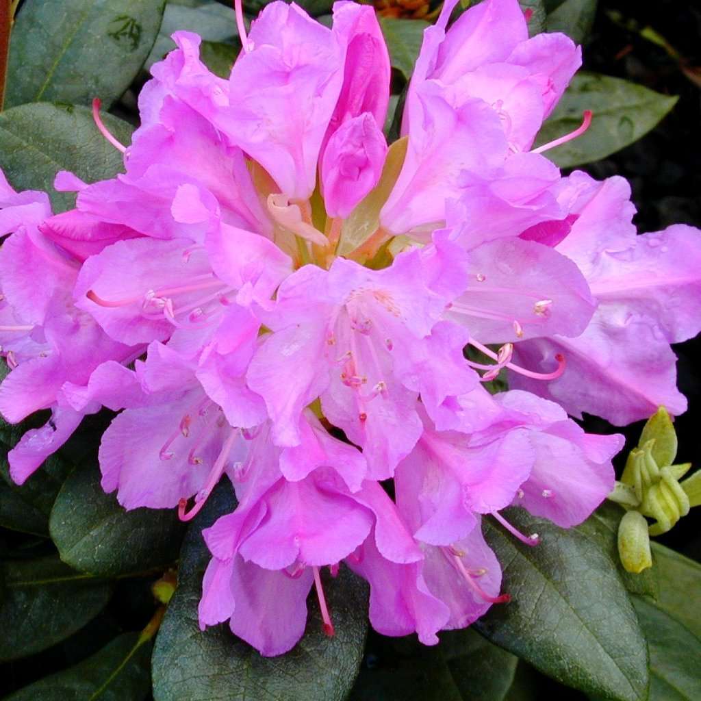 Roseum Elegans' Rhododendron