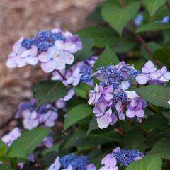 Endless Summer Twist-N-Shout Hydrangea