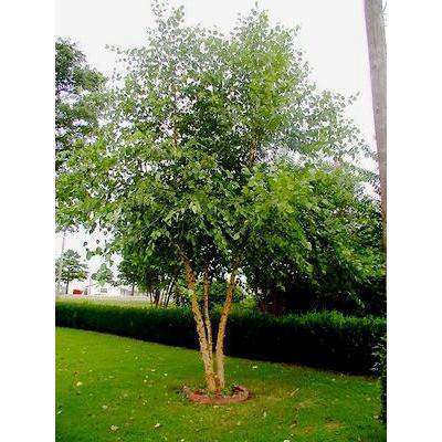 Heritage River Birch Tree for Sale – Shipped Direct to You - PlantingTree