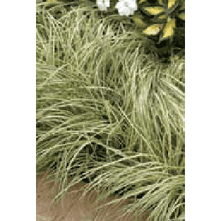 Carex oshimensis Evergold-Bay Gardens-Bay Gardens