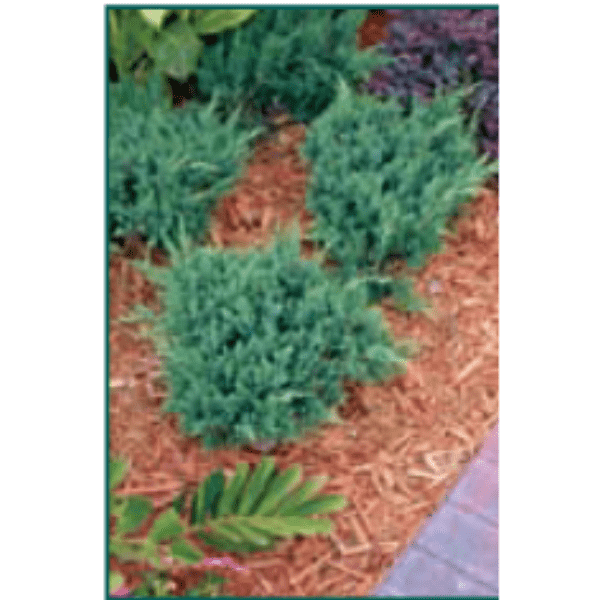 buy-juniperus-davurica-expansa-parsonii-online-evergreen-shrubs