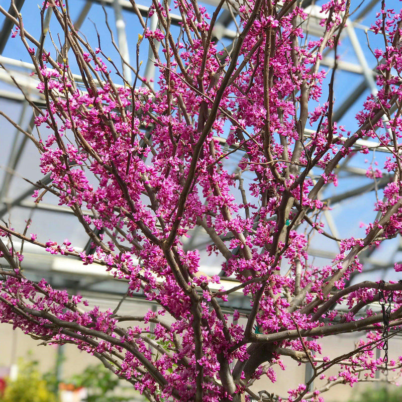 Rising Sun Red | Cercis canadensis &