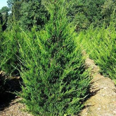 Juniper - Juniperus chin.  'Hetzi Columnaris'