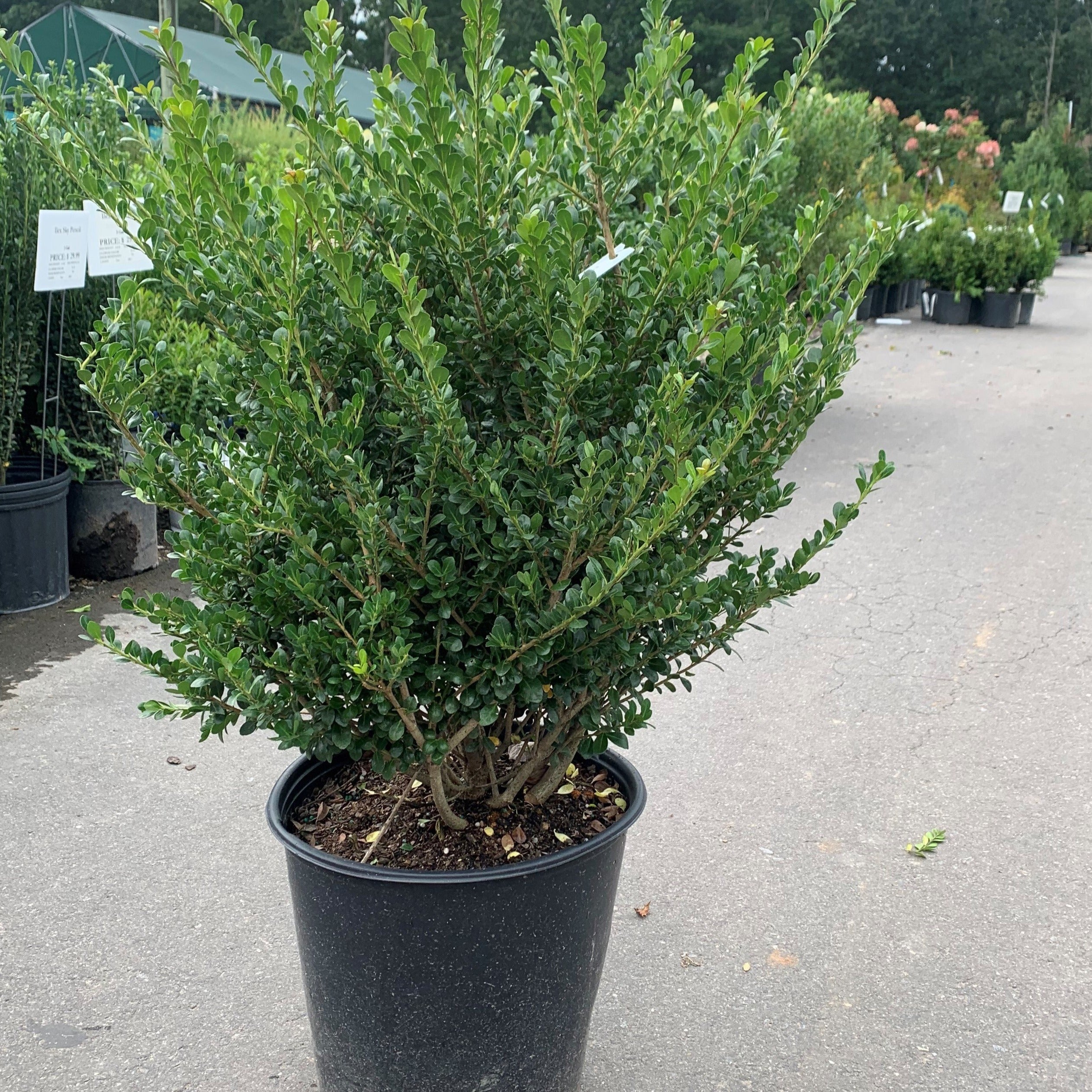 Ilex Crenata 