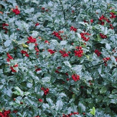 Holly 'Blue Maid'