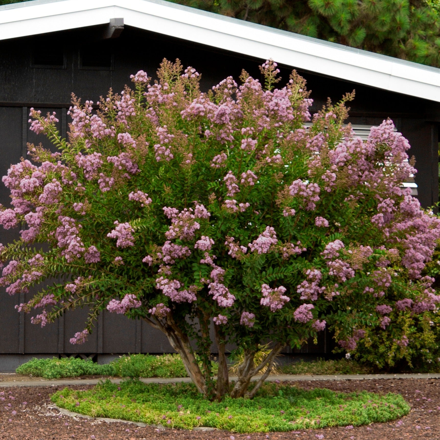 Crape Myrtle 'Muskogee' (Lavender)