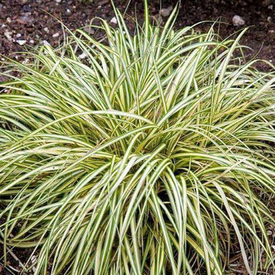 Buy Carex 'Evergold' Online | Shade Tolerant | Deer Resistant | Evergreen Ornamental Grasses | Bay Gardens