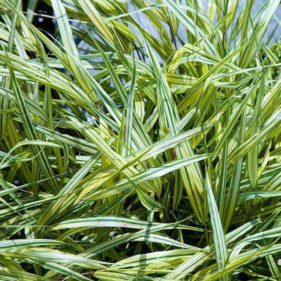 Buy Hakonechloa 'Aureola' Online | Ornamental Grasses for Shade | Bay Gardens