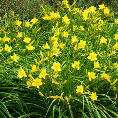 Buy Daylily 'Happy Returns' Online | Yellow Flower Sun Perennial | Bay Gardens