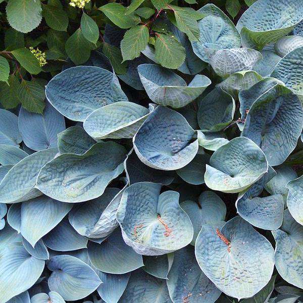 Buy Hosta 'Big Daddy' Online | Shade Perennials for Sale | Bay Gardens