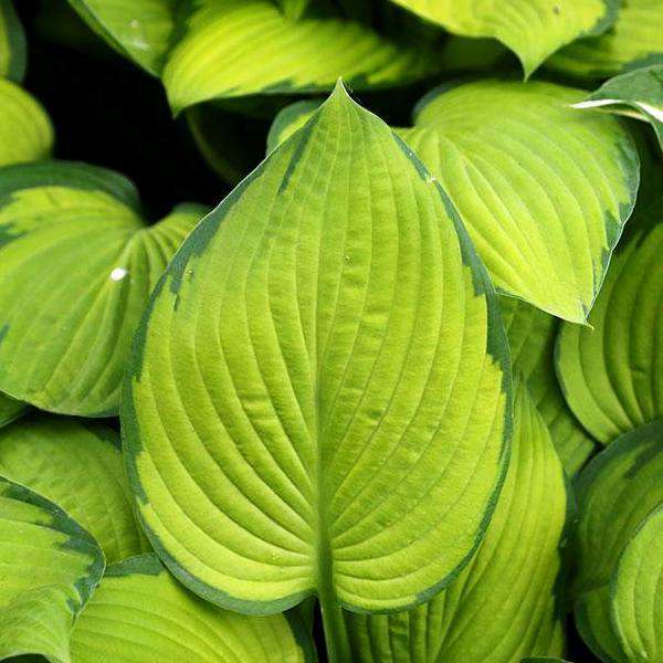 Green and Gold Plants for Sale Online