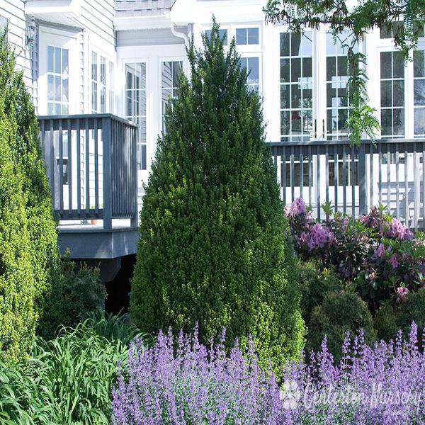Buy Steed Japanese Holly Online | Evergreen Shrubs