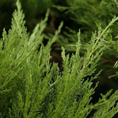 Juniper - Juniperus x pfitz. 'Sea Green'