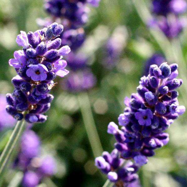 Hidcote Purple Lavender Plant