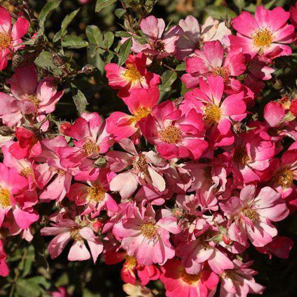 Shop Rosa 'Pink Drift'® ('Meijocos') | Flowering Shrubs | Bay Gardens