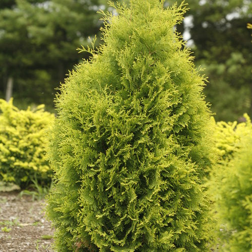 Arborvitae