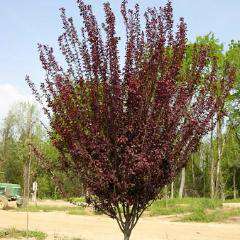 Purple leaf plum - Prunus cerasifera &