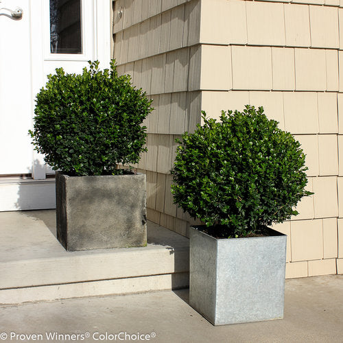 buxus planter Boxwood