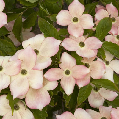 Flowering Dogwood 'Stellar Pink'
