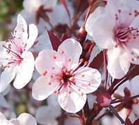 Picking a Winner: Choosing the Right Flowering Tree