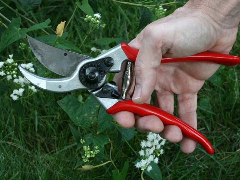 The Kindest Cuts: Pruning Roses, Hydrangea, Crape Myrtles & Evergreens ...