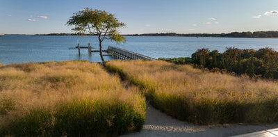 Beautiful revegetation buffer plantings Long Island, Hampton, Brookhaven. Native Panicum Switch grass