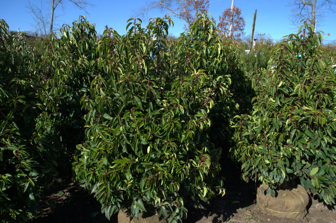 Prunus Lusitanica 'Portuguese Laurel'