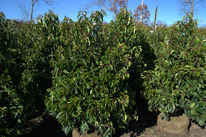 Prunus Lusitanica 'Portuguese Laurel'