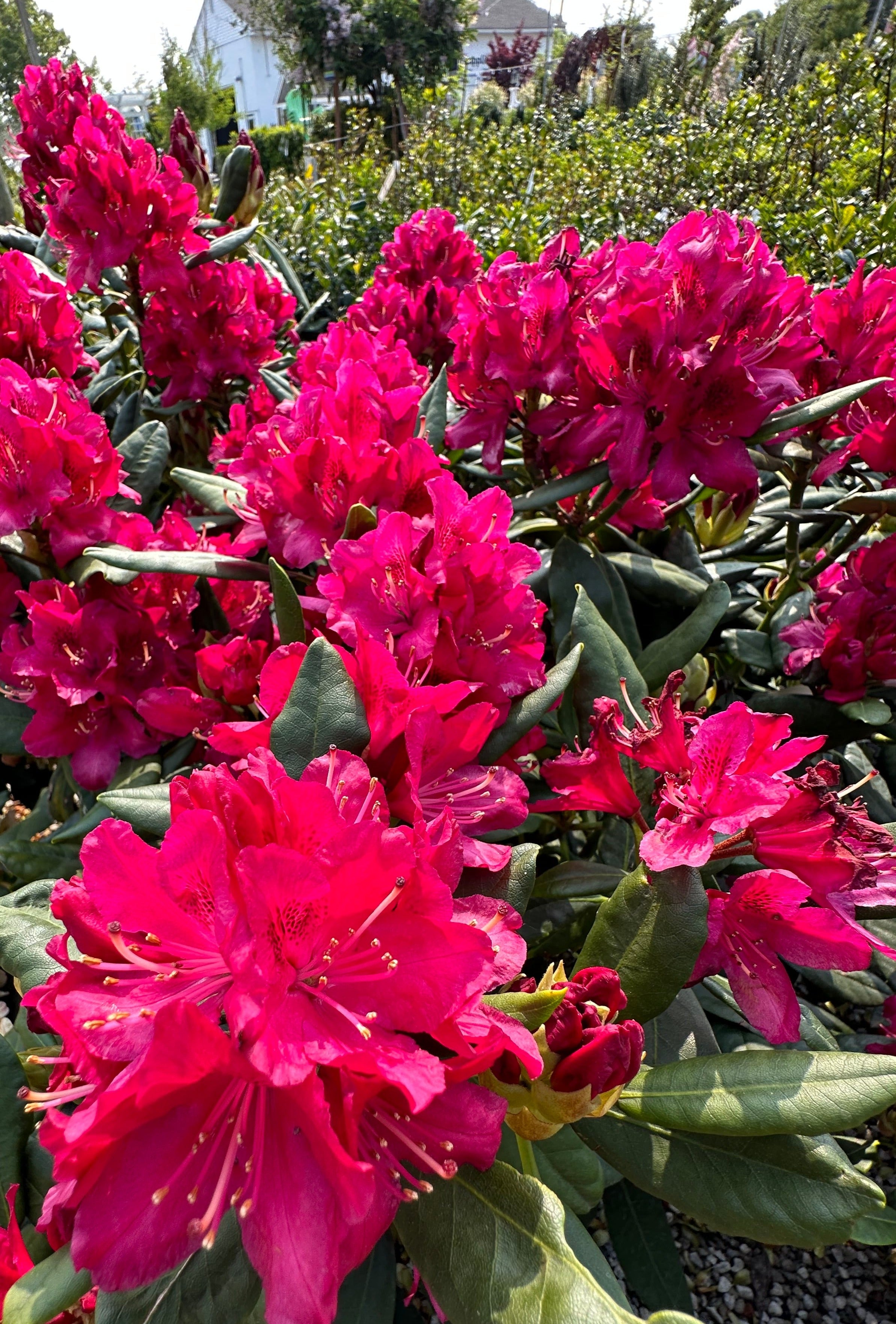 'Roseum Elegans' Rhododendron | Shop Rhododendron Online – Bay Gardens