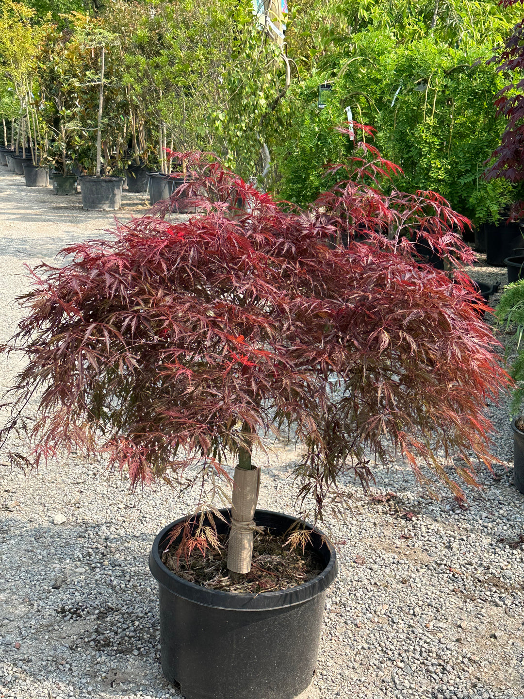 Red Maple