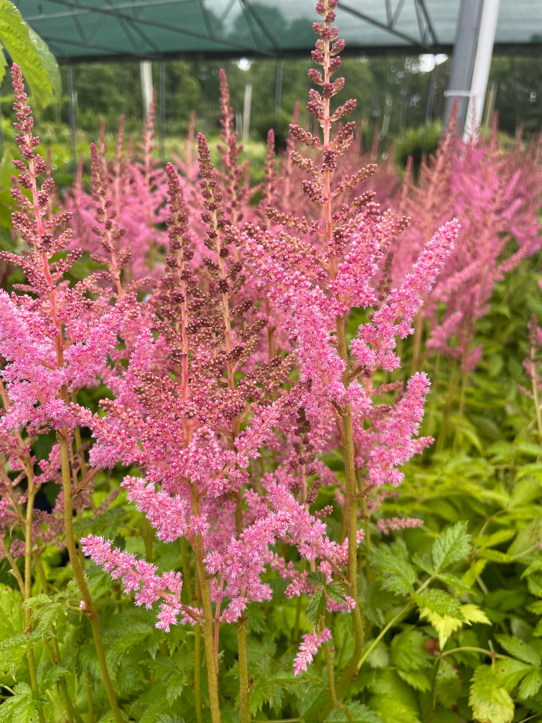 Astilbe arendsii 'Rheinland'