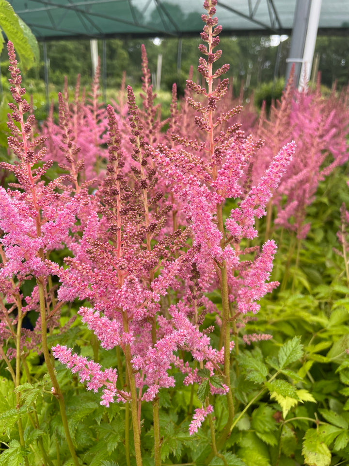 Astilbe arendsii 'Rheinland'