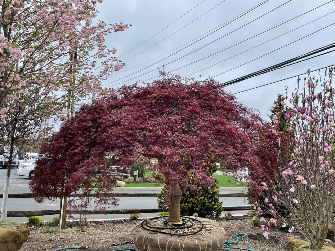 Japanese Maple 'Tamukeyama'