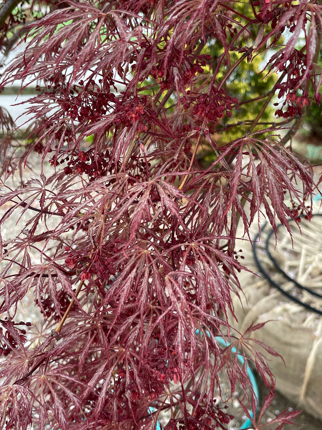 Japanese Maple 'Tamukeyama'