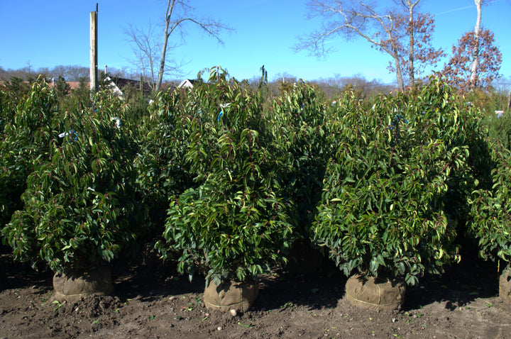 Photo courtesy of Bay Gardens