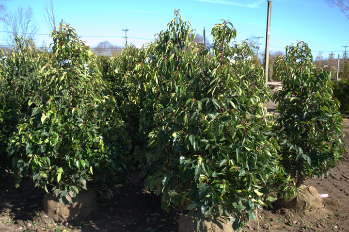 Photo courtesy of Bay Gardens