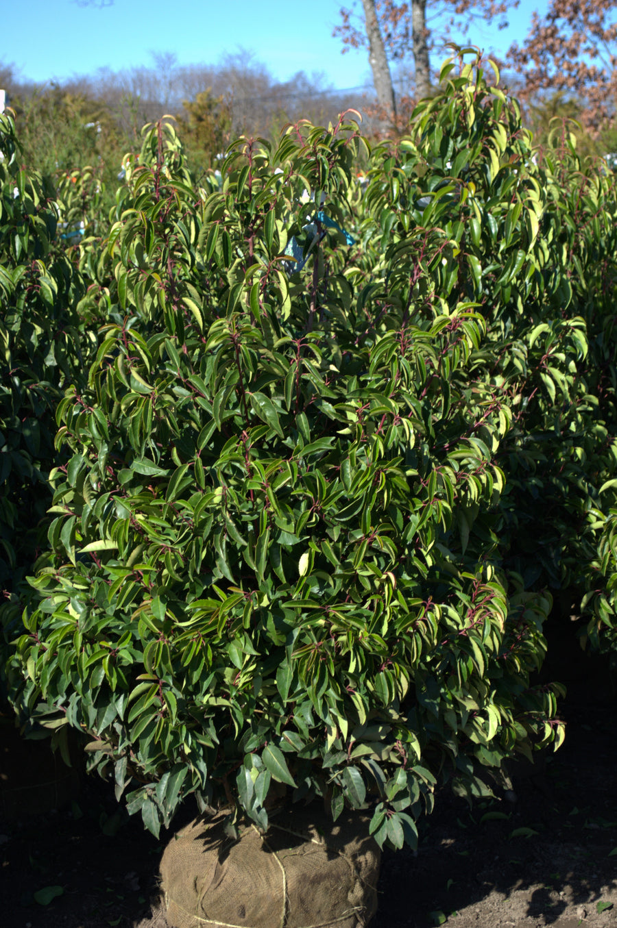 Photo courtesy of Bay Gardens