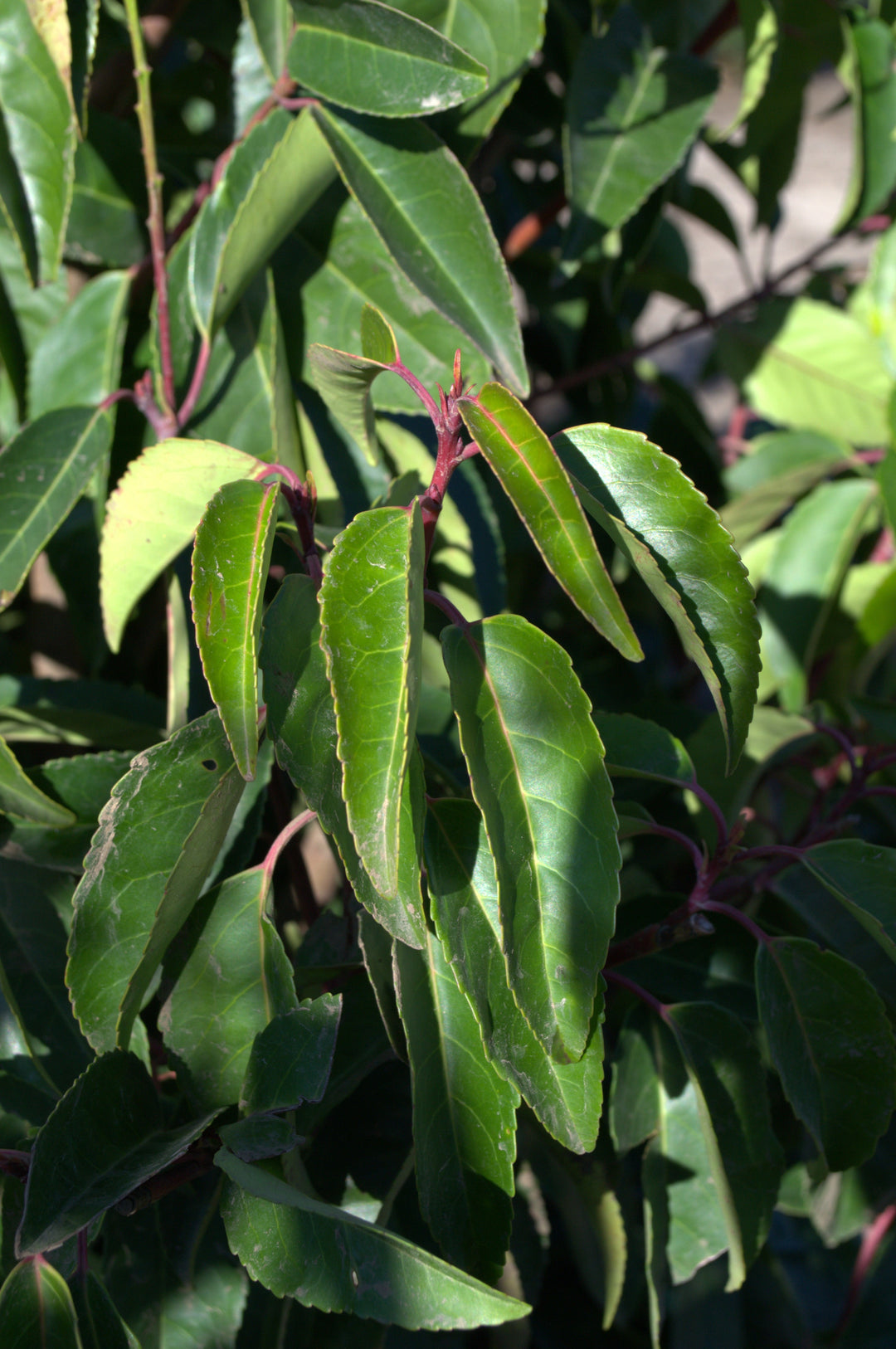 Prunus Lusitanica 'Portuguese Laurel' – Bay Gardens