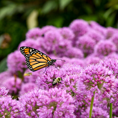 Courtesy of Proven winners- provernwinners.com