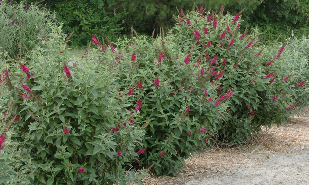 Courtesy of Proven winners- provernwinners.com