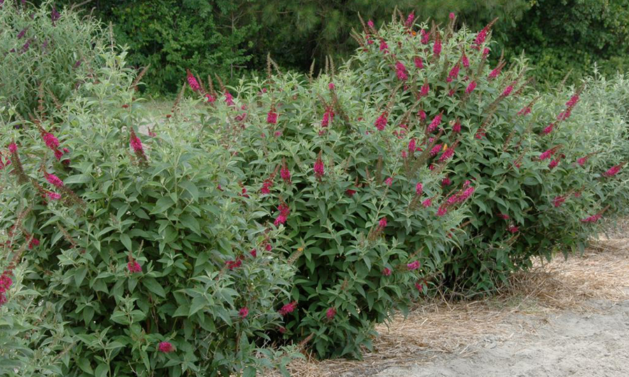 Courtesy of Proven winners- provernwinners.com